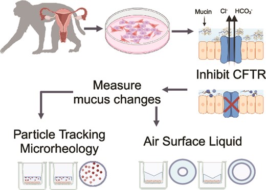 Graphical Abstract