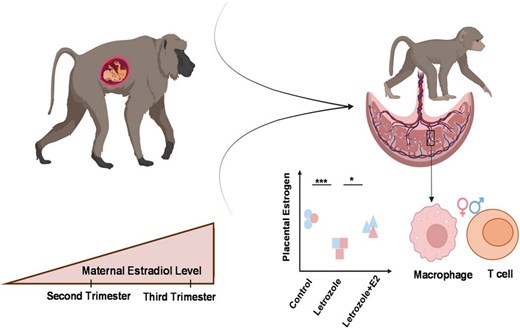 Graphical Abstract