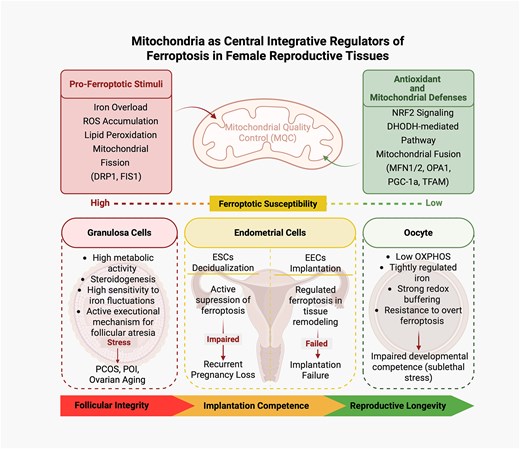 Mitochondria as Integrative Regulators of Ferroptosis in the Female Reproductive System