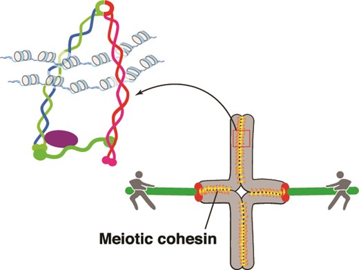 Meiosis-Specific Cohesin in Mammalian Germ Cells