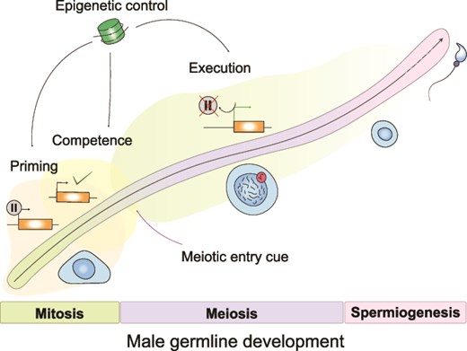 Epigenetic trajectory of male meiosis
