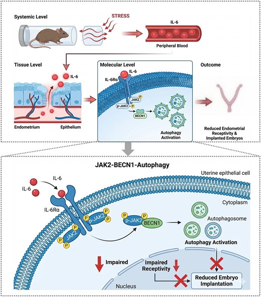 Chronic stress regulates endometrial autophagy through IL-6/JAK2/BECN1 signaling pathway