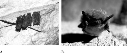 Myotis brandtii roosting in a cave (A), and “facing” the camera (B). [Photos by Alexander Khritankov.]
