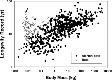 Longevity of bats compared with other mammal species. Note that some bat species do not seem excessively long-lived for their body size relative to other mammals. However, most longevity records for bats were accidentally acquired rather than systematically gathered. Therefore, record longevities in some species may be nonrepresentative because very small numbers of individuals have been marked and monitored. Arrow points to data point for Myotis brandtii