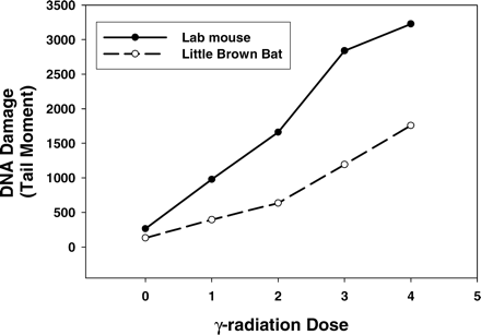 Greater resistance to DNA damage in the little brown bat, Myotis lucifugus, compared with a laboratory mouse. DNA damage was measured with alkaline single-cell gel electrophoresis technique–comet assay. This assay measures strand breaks and abasic sites. Tail moment is a measure of total DNA damage. Two hundred cells were analyzed for each data point. VisCOMET software (Impuls GmbH, Gilching, Germany) was used in analysis. Median values are presented because the distribution of individual cell values is not normally distributed. Cells were cultured in Dulbecco's modified Eagle medium with 10% fetal bovine serum, streptomycin, and penicillin, in 5% CO2 and 3% O2 at 37°C
