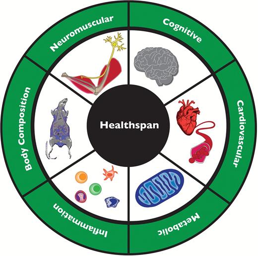 Initial domains of health span considered particularly relevant to human health.