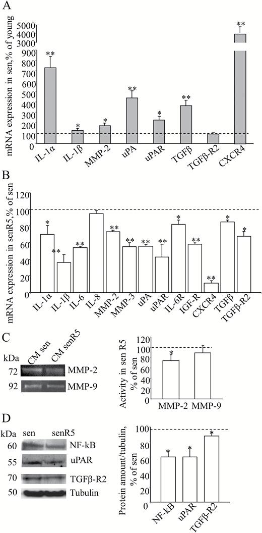 MRC5 senescent phenotype and effect of resveratrol treatment on gene expression and secretion of MRC5 SASP-related factors. (A) MRC5 fibroblasts, either at low (young) or high (sen) PDL levels, were analyzed for the expression of a group of genes related to SASP by Quantitative RT PCR, using GAPDH as the housekeeping gene. Histograms represent sen culture values normalized to young cultures (assumed as value 100% and indicated as the dot line) according to 2−ΔΔCt method. * shows statistical significance (p < .05), ** show a very statistical significance (p < .01) compared to young. (B) Pre-senescent MRC5 fibroblast cultures were treated for 5 weeks in the absence (sen) or in the presence (senR5) of 5 µM resveratrol and analyzed by quantitative RT PCR for expression of indicated SASP-related genes. Data were reported as senR5 mRNA values normalized to untreated culture results (sen, assumed as value 100% and indicated as the dot line) according to 2−ΔΔCt method and using GAPDH as the housekeeping gene. (C) Zymogram analysis of MRC5 conditioned media (CM). After 5 weeks of treatment, sen and senR5 cultures were incubated for 24 hours in DMEM in order to obtain CM. MMP-2 and MMP-9 activities were detected by gelatin zymography analysis as transparent bands (shown on the left) and quantified by ImageJ; histograms represent MMP-2 and MMP-9 activity measured in CM from R5 treated senescent fibroblasts (senR5) and referred as a percentage of values obtained in CM from untreated cultures (sen, dot line). Results represent the mean of three different experiments ± SD. (D) Western blot analyses of NF-kB, uPAR, TGFβ-R2 protein amounts in sen and senR5. Bands (shown on the left) were quantified by ImageJ; histograms represent the mean of the protein concentration detected in three different experiments ± SD. Data were normalized to untreated cultures (sen, assumed as value 100% and indicated as the dot line) and reported as a percentage. Tubulin was used as a loading control. In B, C, and D * shows statistical significance (p < .05), ** show a very statistical significance (p < .01) between senR5 and sen.