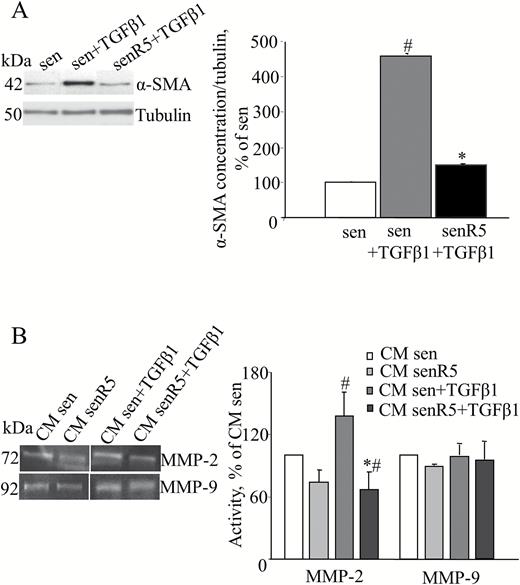 Resveratrol chronic pretreatment inhibits MRC5 fibroblast activation by TGFβ1. Presenescent MRC5 fibroblasts were treated for 5 weeks without (sen) or with (senR5) 5 µM resveratrol, then were incubated for 24 hours with 10 ng/mL TGFβ1. (A) Western blot analysis of α-SMA protein concentration. Bands (shown on the left) were quantified by ImageJ; histograms represent the mean of the protein levels detected in three different experiments ± SD. Results, reported as a percentage, were normalized to values obtained in sen, assumed as 100%. Tubulin was used as loading control. (B) Zymogram analysis of 24-hour CM harvested in sen and senR5 after TGFβ1 stimulation. Gelatinolytic activity was detected by zymogram analysis as transparent bands (shown on the left) and quantified by ImageJ; histograms show MMP-2 and MMP-9 activity in CM from sen and sen R5 without or with TGFβ1 stimulation. Results, reported as a percentage, represent the mean of three different experiments ± SD and are normalized to data obtained in CM from sen cultures that were not submitted to TGFβ1 stimulation (assumed as value 100%). * shows statistical significance (p < .05), between sen + TGFβ1 and senR5 + TGFβ1, # shows statistical significance (p < .05) compared to sen.