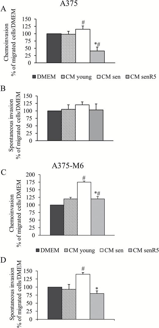 Effect of CM from MRC5 on A375 and A375-M6 cell invasion. 24 hour-CM from young fibroblasts (CM young) and from senescent cultures, either untreated (CM sen) or treated (CM senR5) for 5 weeks with 5 µM resveratrol were used in invasion experiments. Invasion test was performed with 2 × 104 A375 and 104 A375-M6 cells, for 6 hours at 37°C. (A, C) Matrigel chemoinvasion. A375 (A) and A375-M6 (C) melanoma cells were placed in the upper well while CM from young, sen and senR5 fibroblasts were placed in the lower one. Fresh DMEM was used as a reference condition. Histograms represent the mean of three different experiments ± SD, results are reported as a percentage of the migrated cells toward CM young, CM sen, or CM senR5, compared to those that migrated toward fresh DMEM (assumed as value 100%).* shows statistical significance (p < .05) compared to CM sen. # shows statistical significance (p < .05) compared to unconditioned DMEM. (B, D) Spontaneous invasion. A375 (B) and A375-M6 (D) melanoma cells were incubated for 48 hours with CM young, CM sen, CM senR5, or unconditioned DMEM (used as a reference condition). After incubation, melanoma cells were suspended in fresh DMEM that was placed also in the lower well. Histograms represent the mean of three different experiments ± SD, results are reported as a percentage of the migrated cells after preincubation with MRC5 CM compared to those that migrated after preincubation with DMEM (assumed as value 100%). * shows statistical significance (p < .05) compared to preincubation with CM sen. # shows statistical significance (p < .05) compared to preincubation with DMEM. Representative photographs of invasion experiments are shown in Supplementary Figure 1.