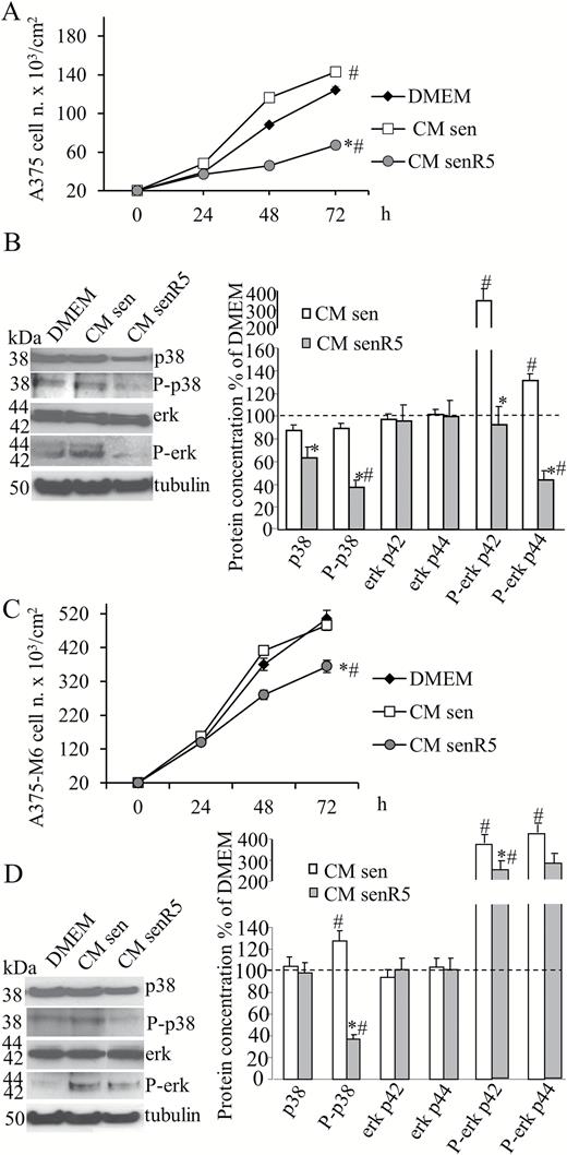 Effect of CM from MRC5 on the cell growth and kinase phosphorylation of A375 and A375-M6. Melanoma cells were seeded (2 × 104 per cm2) and incubated with CM from sen, senR5 fibroblasts, or unconditioned DMEM. After 24, 48, and 72 hours of incubation with CM, A375 (A) and A375-M6 (C) melanoma cells were counted in a Bürker chamber. Cell viability was assessed by the Trypan Blue exclusion test. Results were expressed as the mean of three different experiments ± SD. * shows statistical significance (p < .05) compared to incubation with CM from sen fibroblasts, # shows statistical significance (p < .05) compared to incubation with DMEM. Western blot analyses of p38, P-p38, erk42/44 and P-erk 42/44 protein concentration in A375 (B) and A375-M6 (D) cells after 48 hours incubation with CM from sen and senR5 fibroblasts or with unconditioned DMEM. Tubulin was used as a loading control. Bands (shown on the left) were quantified by ImageJ; histograms represent the mean of protein concentrations of three different experiments ± SD. Results, reported as a percentage, were normalized to values obtained after incubation with unconditioned DMEM (assumed as value 100%, dot line). * shows statistical significance (p < .05) compared to incubation with CM from sen fibroblasts. # shows statistical significance (p < .05) compared to incubation with DMEM.