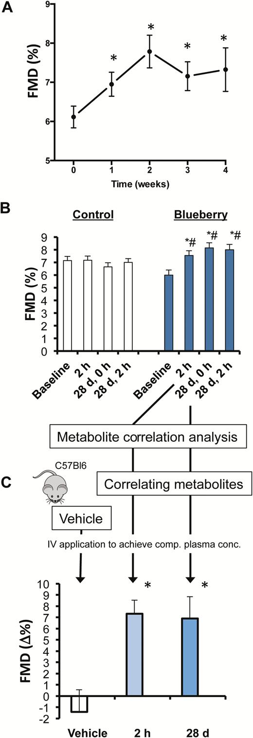 Circulating anthocyanin metabolites improve vascular function. (A) Pilot study to demonstrate time course of flow-mediated dilation (FMD) during daily consumption of blueberries. (B) FMD values at baseline after acute, chronic, and acute on chronic ingestion of control (white bars) and blueberry (blue bars). In these subjects, a targeted metabolomics analysis of plasma metabolites was performed. We identified metabolites that correlated with the 2 h and day 28 changes (*see Table 2A for correlation analysis) and composed a chemically pure mix of the identified metabolites that we injected intracardially into mice. (C) FMD in mice at before and after 15 min injection of mixtures of anthocyanin metabolite profiles that correlated with of acute (2 h) and chronic (28 d) FMD improvements in human study (*see Table 2B for composition).