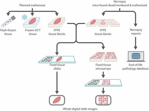 SLAM tissue biorepository strategy.
