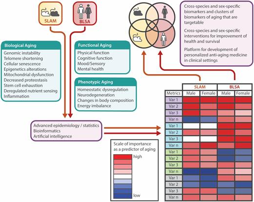 Translational gerontology framework to compare biomarkers of aging between mice and humans. BLSA and SLAM data will be leveraged to identify biomarkers and clusters of biomarkers associated with aging by examining individual variables related to functional, phenotypic, and biological aging. The effect of sex/strain/race will be also be explored.