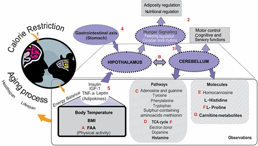 The main observations made in Green et al. (3). The numbers are information according to literature, and the letters are the results based on our data. BMI = body mass index; FAA = food anticipatory activity; IGF-1 = insulin-like growth factor-1; TCA cycle = tricarboxylic acid cycle; TNF-α = tumor necrosis factor-α. (1) Calorie restriction remains the most robust intervention to extend life span and improve healthspan. (2) The cerebellum is most commonly associated with motor control and cognitive and sensory functions, although it has strong links with the hypothalamus and is more recently thought to play a role in nutritional regulation and adiposity. (3) Cerebellum plays a role in feeding behavior, and through the circadian clock, rhythms have been shown to be centrally involved in the coordination of food anticipatory activity. (4) Cerebellar metabolism is increased by stomach expansion through the vagus nerve. (5) The hypothalamus controls energy balance through, among other signals, adipokines (adiponectin, interleukin-6, and TNF-α, leptin) and insulin, which generally circulate in the blood proportionally to body fat content; however, insulin also spikes after meals. (A) Mice under restriction show high levels of FAA for 2 h prefeeding, and this behavior was inversely correlated with factors that regulate energy balance such as leptin, insulin, TNF-α, and IGF-1. (B) Data in Green et al. suggest an essential role for the cerebellum in physiological and behavioral responses to food intake. The relationship that exists between the cerebellum and nutritional regulation may be in part due to strong direct connections with the hypothalamus, which is a major area of the brain associated with hunger signaling. (C) Pathway enrichment indicated changes in the pathways of adenosine and guanine, which are precursors of DNA production, in addition to changes in pathways of metabolism of in aromatic amino acids, tyrosine, phenylalanine, and tryptophan, and the sulfur-containing amino acid methionine. (D) They also detected increases in the TCA cycle, electron donor, and dopamine and histamine pathways. (E) In particular, changes in l-histidine and homocarnosine correlated positively with the level of caloric restriction and food anticipatory activity and negatively with insulin and body temperature. (F) Several metabolic and pathway changes acted against changes seen in age-associated neurodegenerative disorders, including increases in the TCA cycle and reduced l-proline. (G) Carnitine metabolites contributed to discrimination between CR groups.