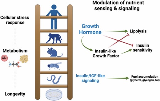 Growth hormone (GH) is a multifunctional hormone in mammals that drives growth and metabolism. Reduced GH signaling results in enhanced cellular stress resistance and altered metabolism promoting delays in aging processes, lowering age-related disease incidence and progression, and extending life span. Disrupted insulin and insulin-like growth factor (IGF)-like receptor signaling in invertebrates and yeast promotes life-span extension via altered metabolism and cellular defense. Created with BioRender.com.