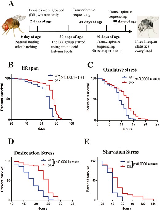 Survival and stress survival of DR and wt groups. (A) Summary of the experimental process. (B) Survival of DR and wt groups, each group used flies n = 109, log-rank test, p < .0001(****). (C) Survival of 30% hydrogen peroxide-treated DR and wt groups, each group used flies n > 75, log-rank test, p < .0001(****). (D) Survival of DR and wt groups at desiccation stress, each group used flies n > 65, log-rank test, p < .0001(****). (E) Survival of DR and wt groups at starvation stress, each group used flies n = 72, log-rank test, p < .0001(****).