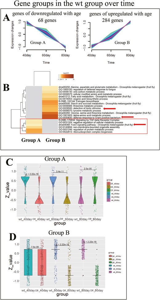 Genes of upregulated and downregulated in wt group during aging. (A) Gene groups in the wt group over time. Two groups (Group A and Group B) were obtained from 622 genes that change with age in the wt group (limma, p < .05) based on Euclidean distance and c-means objective function (22), 68 genes of downregulated with age in Group A, 284 genes of upregulated with age in Group B. (B) Enrichment analysis of Group A and Group B list was conducted using Metascape. Pathway terms with p < .01, minimum gene count of 3, and enrichment factor >1.5 were retained. (C) The Z value of Group A genes in the DR and wt groups, performed t test at 40, 60, and 80 days of age, respectively. DR lower than wt group at 40 days of age, p < 2.22e-16(****); DR lower than wt group at 60 days of age, p = 3.4e-11(****); DR lower than wt group at 80 days of age, p = 2.5e-05(****). (D) The Z value of Group B genes in the DR and wt groups, performed t test at 40, 60, and 80 days of age, respectively. DR lower than wt group at 40 days of age, p = 7.6e-09(****); DR lower than wt group at 60 days of age, p < 2.22e-16(****); DR higher than wt group at 80 days of age, p < 2.22e-16(****).