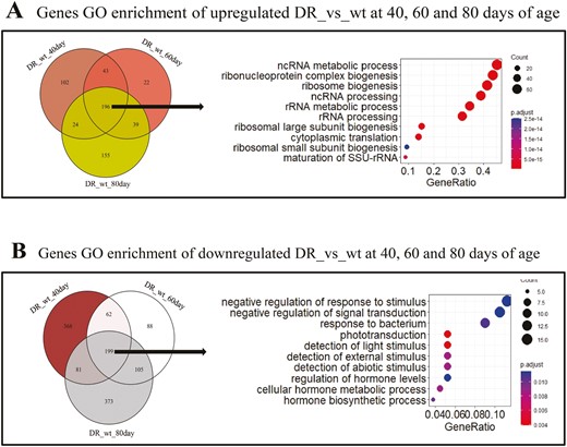 Functional enrichment of genes differentially expressed in the DR group compared to the wt group at 40, 60, and 80 days of age. (A) Functional enrichment of genes upregulated in the DR group compared to the wt group at 40, 60, and 80 days of age. Top 10 biological processes of Gene ontology terms (GO_enrichment) are shown. (B) Functional enrichment of genes downregulated in the DR group compared to the wt group at 40, 60, and 80 days of age. Top 10 biological processes of Gene ontology terms (GO_enrichment) are shown.