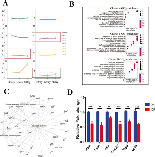 Clustering of gene clusters based on the differential multiplicity of genes in the DR group compared to the wt group at 40, 60, and 80 days of age. (A) Eight gene clusters were obtained from the Log2FoldChange of DR group compared to the wt group differential expression genes at 40, 60, and 80 days of age, data are shown as mean ± SEM (39). (B) Top 10 biological processes of Gene ontology terms (GO_enrichment) of cluster 4, cluster 5, and cluster 8 are shown. (C) Cnetplot of 3 biological processes in Cluster 5 are shown. (D) Transcript levels of response to bacterium genes AttA, DptA, mtd, CeCA2, Tep3, DptB of DR group and wt group at 60 days of age in Drosophila by qPCR, n = 3, 2-tailed t test, p < .001(***), p < .01(**), p < .01(**), p < .01(**), p < .01(**), p < .001(***).