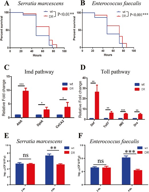 Survival of Serratia marcescens and Enterococcus faecalis infection in wt and DR groups and detection of transcript levels of antimicrobial peptides of the corresponding activated pathways. (A) Survival of DR and wt groups after Serratia marcescens infected, each group used flies n > 55, log-rank test, p < .01(**). (B) Survival of DR and wt groups after Enterococcus faecalis infected, each group used flies n > 55, log-rank test, p < .001(***). (C) Transcript levels of Imd pathway genes (AttA, DptA, CeCA2) in the DR and wt groups were measured by qPCR 48 hours after infection with Serratia marcescens, n = 3, 2-tailed t test, p < .001(***), p < .05(*), p < .05(*). (D) Transcript levels of Toll pathway genes (Def, Toll7, IM2, Drs) in the DR and wt groups were measured by qPCR 48 hours after infection with Enterococcus faecalis, n = 3, 2-tailed t test, p < .01(**), p < .01(**), p < .001(***), p < .01(**). (E) Determination of CFU/fly after 24 and 48 hours of Serratia marcescens infection in wt and DR groups, n = 3, 2-tailed t test, 24 hours p > .05(ns), 48 hours p < .01(**).