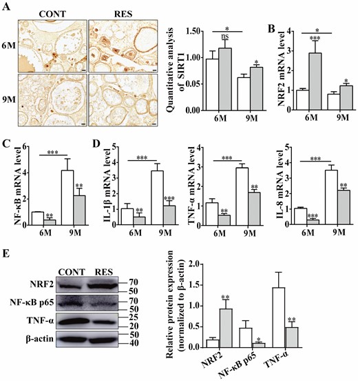 Resveratrol increased levels of SIRT1 and NRF2 and decreased the expression of NF-κB and proinflammatory cytokines in the ovaries of 6- and 9-month-old fish. (A) Immunohistochemical staining and quantitative analysis of SIRT1 in ovaries of the fish at 6- and 9-month old (n = 3 per group). Scale bar = 50 μm. (B, C, and D) Relative levels of NRF2, NF-κB, IL-1β, TNF-α, and IL-8 in the ovaries of 6- and 9-month-old fish measured by qPCR assay (n = 3 per group). (E) Western blotting was performed to detect the expression of NRF2, NF-κB p65, and TNF-α in the ovaries of 9-month-old fish compared to control group (n = 3 per group). 6M = 6-month-old; 9M = 9-month-old. White: control (CONT); Gray: resveratrol (RES). The values are shown as the mean ± SD. *p < .05, **p < .01, ***p < .001, ns: no significance.
