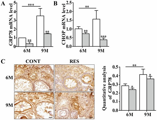 Resveratrol decreased the expression of GRP78 and CHOP in ovaries of the 6- and 9-month-old fish. (A and B) Relative levels of GRP78 and CHOP measured by qPCR assay (n = 3 per group). (C) Immunohistochemical staining and quantitative analysis of GRP78 in ovaries of the fish at 6- and 9-month old. Hematoxylin staining showed the location of the nucleus (n = 3 per group). Scale bar = 50 μm. 6M = 6-month-old; 9M = 9-month-old. White: control (CONT); Gray: resveratrol (RES). The values are shown as the mean ± SD. *p < .05, **p < .01, ***p < .001.