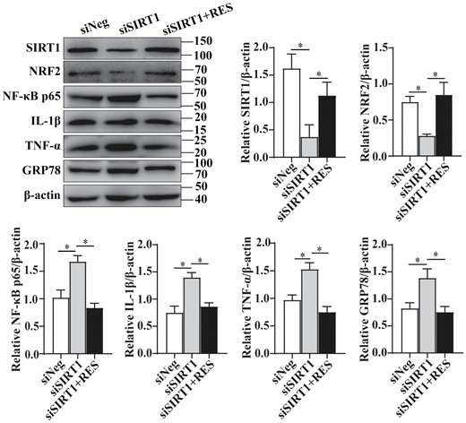 Activation of SIRT1/NRF2 signaling pathway reduced inflammation and ER stress in HEK293T cells upon resveratrol treatment. Protein levels and the quantification of SIRT1, NRF2, NF-κB p65, IL-1β, TNF-α, and GRP78 after SIRT1 siRNA transiently transfected into HEK293T cells without or with 20 mM resveratrol treatment (n = 3 per group). The values are shown as the mean ± SD. *p < .05.