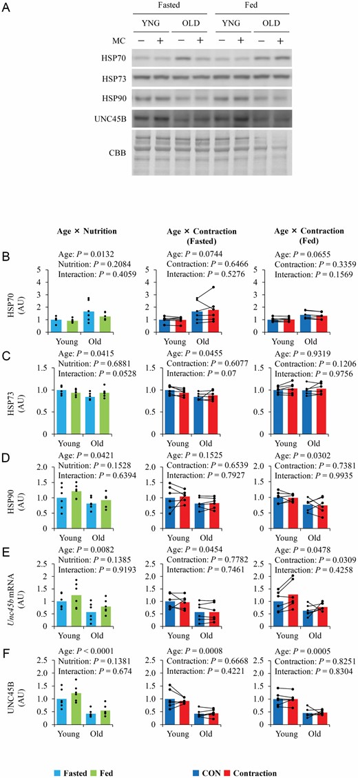 The influence of aging, nutrition, and contraction on myosin chaperones expression. (A) Representative blot image. (B–F) Quantitative values of molecular chaperone of myosin. Values are expressed by MEANS and individual values using bar–dot plot (n = 6 per condition).
