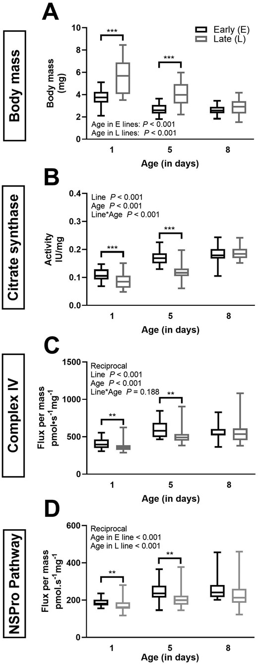 Body mass and biomarkers of mitochondrial content in E and L lines beetles of various ages. Body mass in mg (panel A), citrate synthase (CS) in specific activity per milligram of seed beetle tissue (panel B), as well as complex IV (CIV; panel C) and NADH + Succinate + Proline (NSPro) combined pathway flux expressed as flux per mass of seed beetle tissue (panel D). Box plots indicate the minimum, 25th percentile, median, 75th percentile, and maximum. The data are a pool of females and males (in the E line, n = 32 at day 1, n = 28 at day 5, and n = 22 at day 8, in the L line, n = 28 at days 1 and 5, and n = 30 at day 8). Two-way ANOVA p values for the effects of line and age as well as the interaction between line and age are indicated in each panel. Body mass data (panel A) did not meet the assumptions and the following tests were performed: 1-way ANOVA (line effect at day 5) and Kruskal–Wallis ANOVA on ranks (age effect within L and E lines, and effect of selection line at days 1 and 8). CS (panel B) data did not undergo any transformations. Data underwent reciprocal transformation to meet the assumptions of the 2-way ANOVA for CIV (panel C) and the 1-way ANOVA for NSPro (panel D). Significant differences between the beetle lines for specific ages are denoted *p ≤ .05), **p ≤ .01, and ***p ≤ .001.