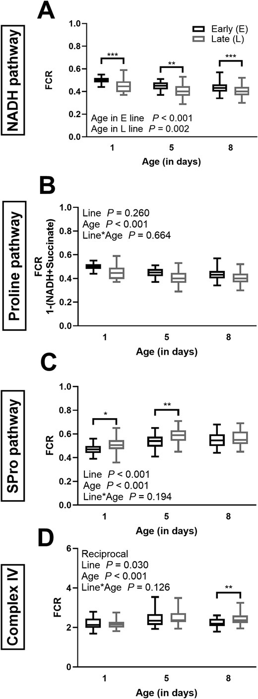 Mitochondrial respiratory capacity of specific respiratory pathways and steps in E and L lines of various ages. Respiration was measured for the NADH pathway through complex I (A), the Proline pathway through Proline dehydrogenase (b), the Succinate and Proline pathways (SPro pathway) through complex II and Proline dehydrogenase (C), and complex IV activity (D). The respiration is expressed as the flux control ratio (FCR; normalized to maximal OXPHOS capacity of the NADH, Succinate, and Proline pathways combined flux) in seed beetle tissue at days 1, 5, and 8 of their lifespan. Box plots indicate the minimum, 25th percentile, median, 75th percentile, and maximum. The data are a pool of females (in the E line, n = 32 at day 1, n = 28 at day 5, and n = 22 at day 8, in the L line, n = 28 at days 1 and 5, and n = 30 at day 8). Two-way ANOVA p values for the effects of line and age as well as the interaction between line and age are indicated in panels whose data met the assumptions of the ANOVA. Data in panel D underwent reciprocal transformations to meet the assumptions of the ANOVA. Data in panel A did not meet the assumptions and the following tests were performed: 1-way ANOVA (age effect within each line), Kruskal–Wallis (line effect at days 1 and 5), and 1-way ANOVA (day 1). Significant differences between the beetle lines are denoted *p ≤ .05, **p ≤ .01, and ***p ≤ .001.