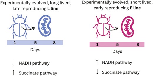 Graphical Abstract