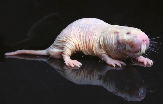 Photograph of an adult naked mole-rat. Picture taken by Megan Smith.