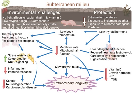 Naked mole-rats exhibit numerous physiological adaptations to a subterranean lifestyle including low body temperatures and low metabolic rates that contribute to enhanced stress resistance, slower growth rates, diminished chronic age-associated diseases, and extreme longevity. Figure modified from Buffenstein and Craft (28) created by biorender.com.