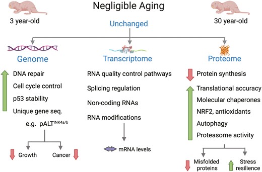 Features of genome, transcriptome, and proteome stability in naked mole-rats that may contribute to their extreme longevity. Figure modified from Narayan et al. (48) and created with BioRender.com.