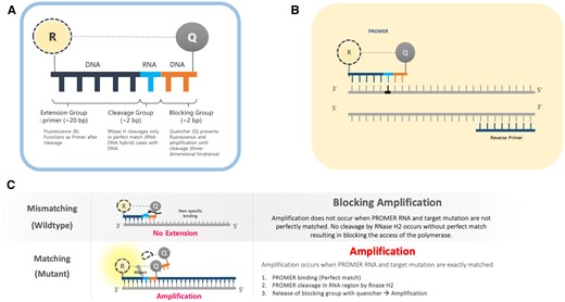 PROMER technology: A new real-time PCR tool enabling multiplex ...