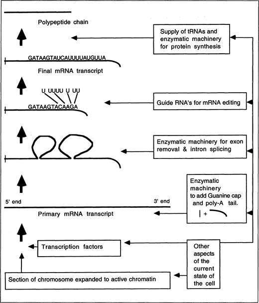 Schematic representation of some transcription, editing, and translation processes, highlighting the context dependency of the expression of gene products.