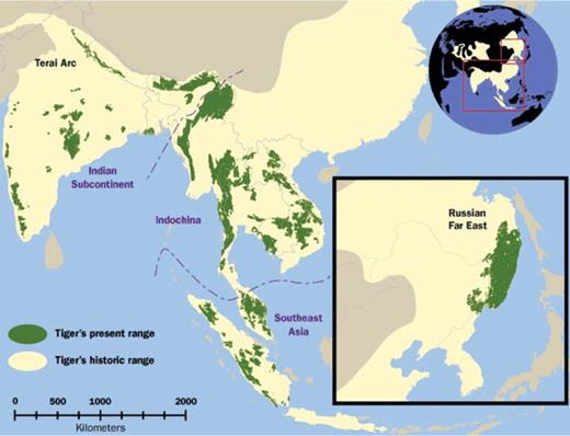 Historic (circa 1850) and present distribution of tigers. Tigers became extinct on the island of Bali in the 1940s and on Java in the 1980s. They once inhabited portions of central Asia around the Caspian Sea (see inset globe) but were extirpated in the 1970s.