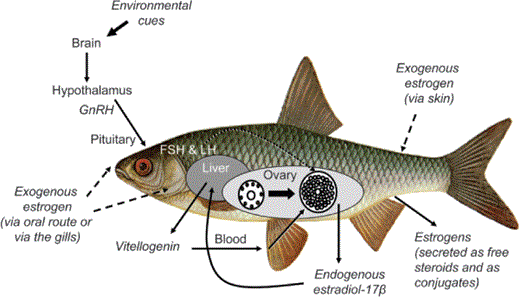 Vitellogenesis in roach. The solid line indicates the normal pathway of vitellogenin induction in female fish; endogenous estrogen is produced by the ovary under the stimulation of the pituitary hormones, follicle-stimulating hormone and luteinizing hormone; it passes into the circulation and induces vitellogenin synthesis in the liver. The vitellogenin then passes into the circulation and is sequestered by the developing oocytes and stored as yolk for the subsequent embryo. The dashed lines show the routes of exposure to exogenous estrogens in fish, these are oral and/or across the gill or skin surfaces. In male fish exposed to estrogen, the vitellogenin produced by the liver accumulates in the plasma.