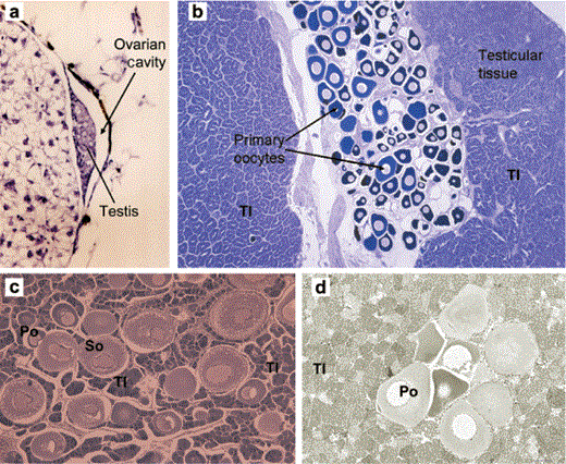 Histological sections showing intersex phenotypes in roach (Rutilus rutilus). (a) Presence of a femalelike ovarian cavity in an otherwise normal testis, (b) severely intersex gonad showing a testis containing a large number of primary oocytes at a single focus, (c) severely intersex gonad with large numbers of both primary and secondary oocytes dispersed throughout the testis, and (d) mildly intersex gonad with a small number of primary oocytes found at focal points throughout the testis (the more common condition in roach living in English rivers). Abbreviations: Tl, testis lobule; Po, primary oocyte; So, secondary oocyte. The scale bar represents 100 micrometers.