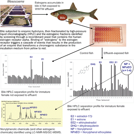 Toxicity identification and evaluation process adopted to identify the mixture of estrogens taken up into fish exposed to effluents from wastewater treatment works and contributing to feminized responses. Data derived from Gibson and colleagues (2005).