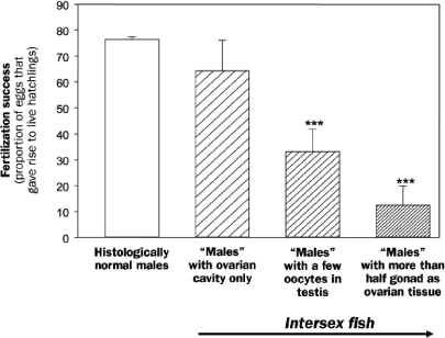 Relationship between the degree of sexual disruption and reproductive performance, defined by the proportion of eggs that gave rise to live hatchlings, in wild roach (Rutilus rutilus) sampled from the River Arun. Intersex fish were grouped into three classes according to the degree of severity of the intersex condition: (a) feminized ducts only, (b) gonads containing some oocytes, (c) 50% or more of the gonad is female tissue. Asterisks represent significant (p< 0.001) differences between intersex fish and males. Adapted from Jobling and colleagues (2002b).