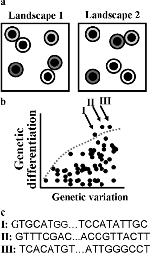 A brief conceptual description of the use of genome scans to identify genetic markers that show signs of adaptive selection. (a) In a first step, samples (small filled circles) are taken from populations in different habitat types (indicated by differently shaded, larger circles) or spread along an environmental gradient and repeated over several landscapes. (b) In a second step, many principally neutral genetic markers, such as amplified fragment length polymorphisms, are determined for each individual sample. “Outlier loci” (arrows) indicative of natural selection—that is, loci showing a higher genetic differentiation among populations or habitat types than expected under a model of neutrality—are statistically identified (the dotted grey line indicates the statistical confidence limit). These outlier loci are either adaptive themselves, or they are linked to adaptive genes in the genome. (c) In the third step, DNA sequences of outlier loci are characterized, and easily applicable molecular markers are developed for further investigation.