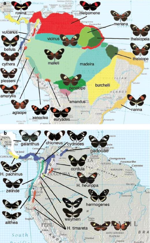 (a) Distribution of color pattern races of Heliconius melpomene. Note that not all named forms are shown. The form Heliconius melpomene melpomene in particular is divided into a number of named forms that differ in the shape and width of the forewing band, although this variation is subtle. Note the disjunct distribution of the red forewing band that is separated by the orange-rayed Amazonian forms shown in green. (b) Distribution of the Heliconius cydno species complex. Note the polymorphic populations, Heliconius cydno weymeri, Heliconius cydo alithea, and Heliconius timareta. There are three parapatric forms considered distinct species, Heliconius pachinus, Heliconius heurippa, and H. timareta. The northern and southern populations of H. timareta were recently discovered and remain undescribed, but resemble Heliconius melpomene aglaope and Heliconius melpomene amaryllis, respectively. Polymorphism is unusual in Müllerian mimicry, but seems to be maintained by spatial heterogeneity in the mimicry environment in the H. cydno group (Kapan 2001). Not all named subspecies of either species are shown. Source: Background map courtesy of the University of Texas Libraries, University of Texas at Austin.