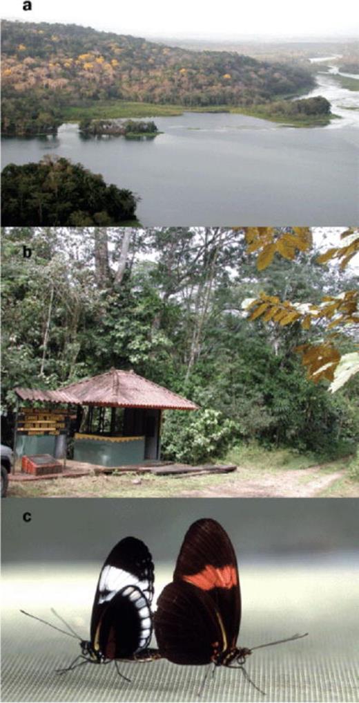 Soberania National Park and the Chagres River, Panama (a), and the Pipeline Road field site (b), where Heliconius melpomene and Heliconius cydno populations have been extensively studied. A mating pair consisting of a Heliconius melpomene melpomene male (c, right) and a H. cydno female (c, left). Hybridizing species such as these offer the opportunity to study speciation in progress. Photographs: Chris D. Jiggins.