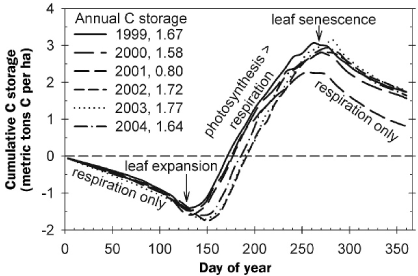 Cumulative carbon (C) storage by the University of Michigan Biological Station forest, estimated from meteorological methods, 1999–2004. The forest loses C because of respiration in winter, when the deciduous canopy is leafless. Shortly after leaf expansion in the spring, the forest begins to store C because ecosystem photosynthesis is greater than respiration. This upward trajectory of C storage continues until leaf senescence in the autumn. Year-end cumulative C storage equals annual C storage. Annual C storage averaged 1.54metric tons C per hectare per year, but varied by more than 100% (1999–2003 data from Gough et al. [2007a]).