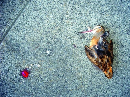 An American woodcock (Scolopax minor) that died from colliding with a window at the Federal Bureau of Investigation building in Chicago. Photograph: Annette Prince.