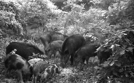 Trail camera image taken of a feral swine sounder in Ohio, demonstrating the dramatic phenotypic differences that exist in wild populations, which can contain escaped or released domestic pigs, undomesticated boars, and hybrids of the two. Photograph: Craig Hicks, US Department of Agriculture.