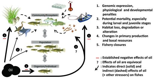 Schematic of presumed and documented effects resulting from large-scale oil pollution at multiple hierarchical organization levels (i.e., organism, population, community) for fishes occupying estuarine environments. The symbols are courtesy of the Integration and Application Network, University of Maryland Center for Environmental Science (http://ian.umces.edu/symbols).