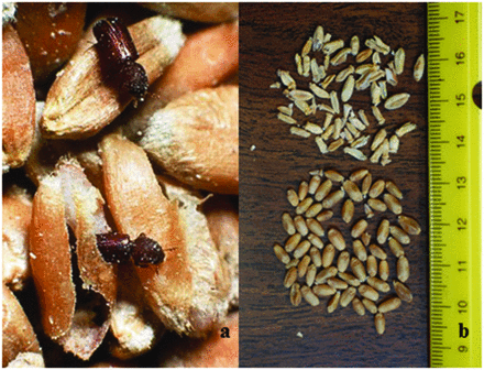 Two common species in stored-grain systems.  (a) The lesser grain borer, Rhyzopertha dominica, a strong flier and serious wheat-damaging insect that is easily transported in the commercial grain-movement network or via natural dispersal behavior. Photograph: Thomas W. Phillips. (b) Wheat kernels. Below: Healthy kernels. Above: Fusarium-damaged kernels, which are at risk of mycotoxin contamination. Photograph: John F. Hernandez Nopsa.