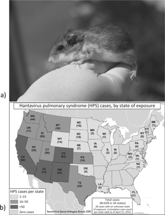 (a) An adult North American deer mouse (Peromyscus maniculatus), the principle reservoir of Sin Nombre virus, and (b) the distribution of hantavirus pulmonary syndrome cases (1993–2014) in the United States by state. Source: www.cdc.gov/hantavirus.